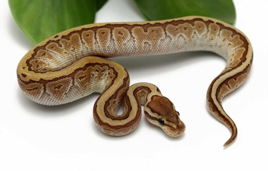 Kingpin ball python