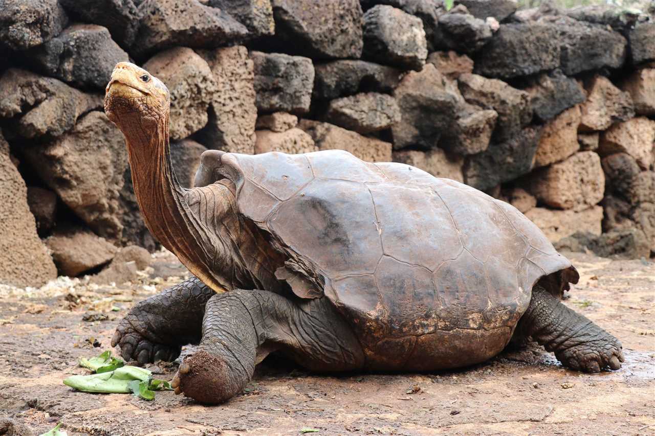 Large tortoise breeds