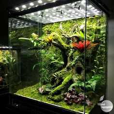 The Benefits of Large Vivariums