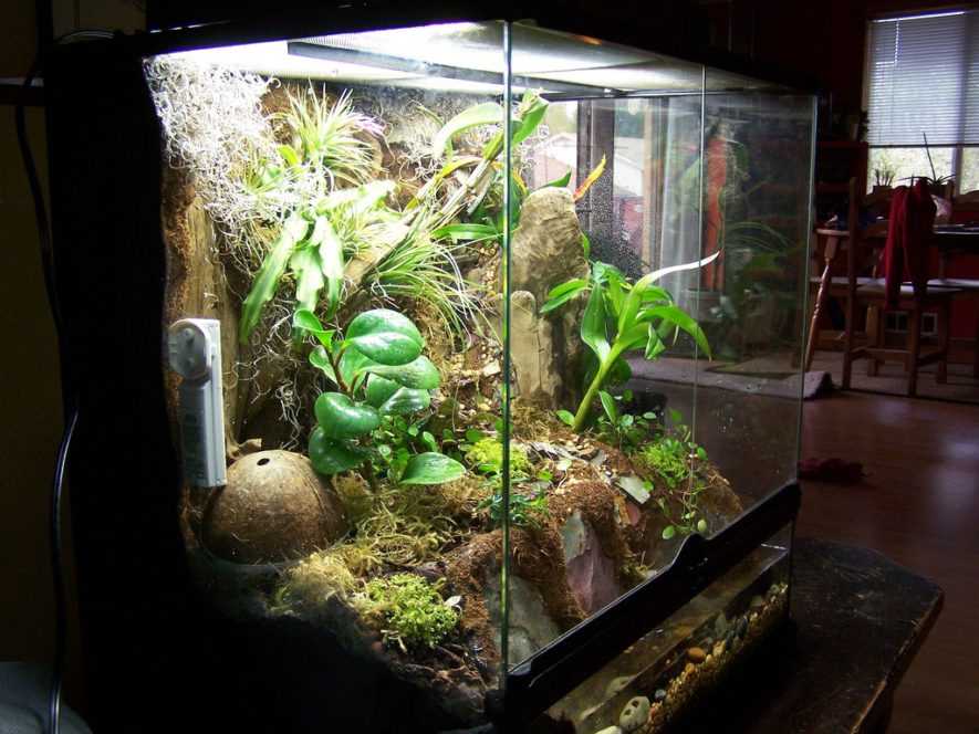 Top Recommendations: The Best Large Vivariums for Your Reptiles