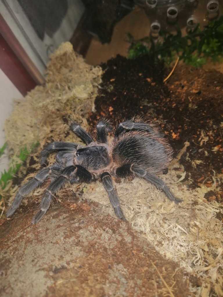 Housing requirements for Lasiodora striatipes