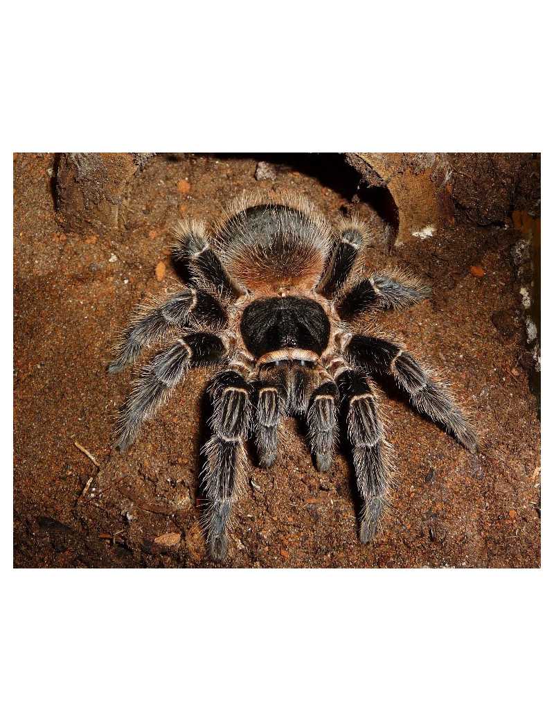 All about Lasiodora striatipes: characteristics, care, and breeding ...