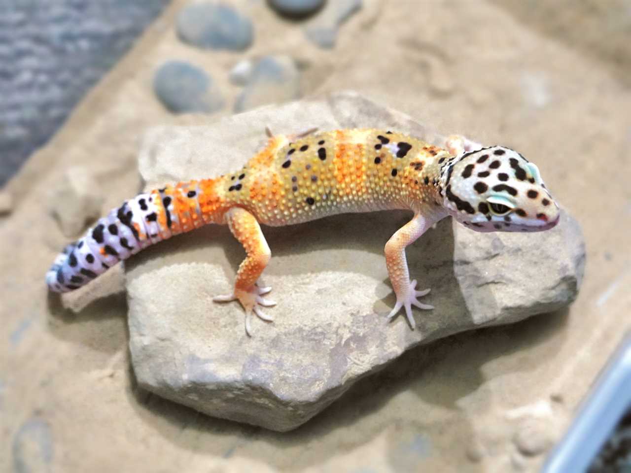 The Colors and Patterns of the Lavender Leopard Gecko