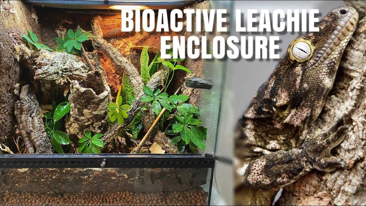 Leachie gecko enclosure