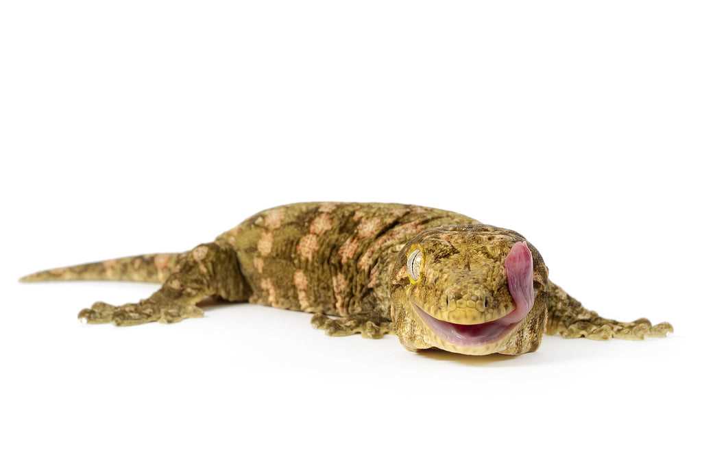 Leachie gecko