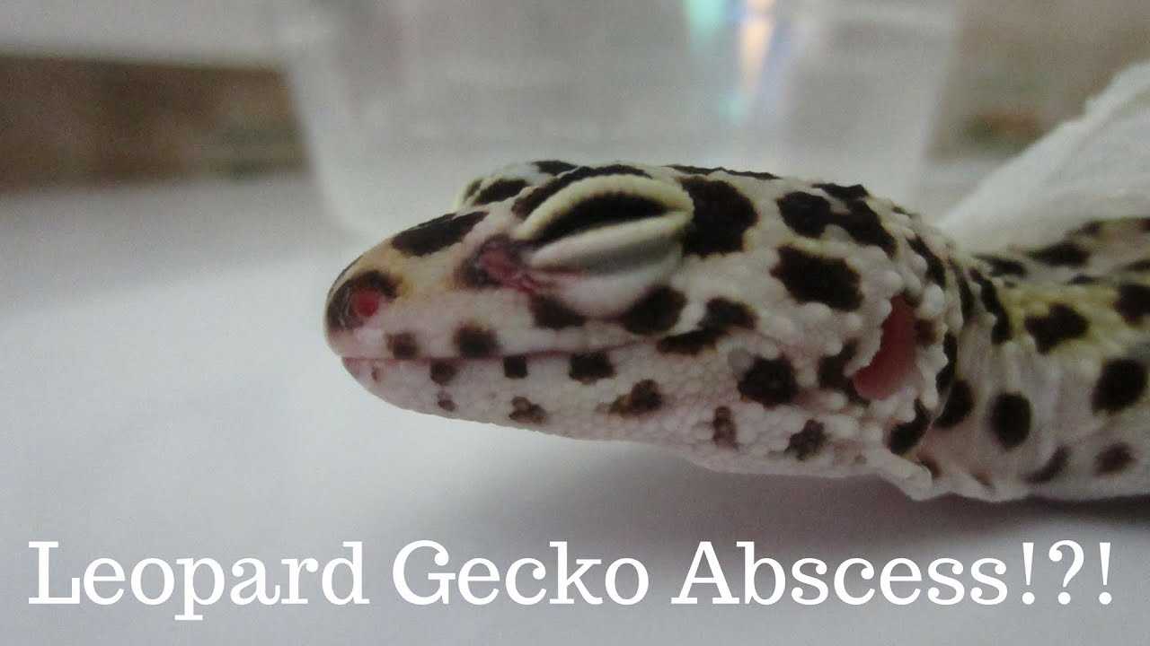 Leopard gecko abscess