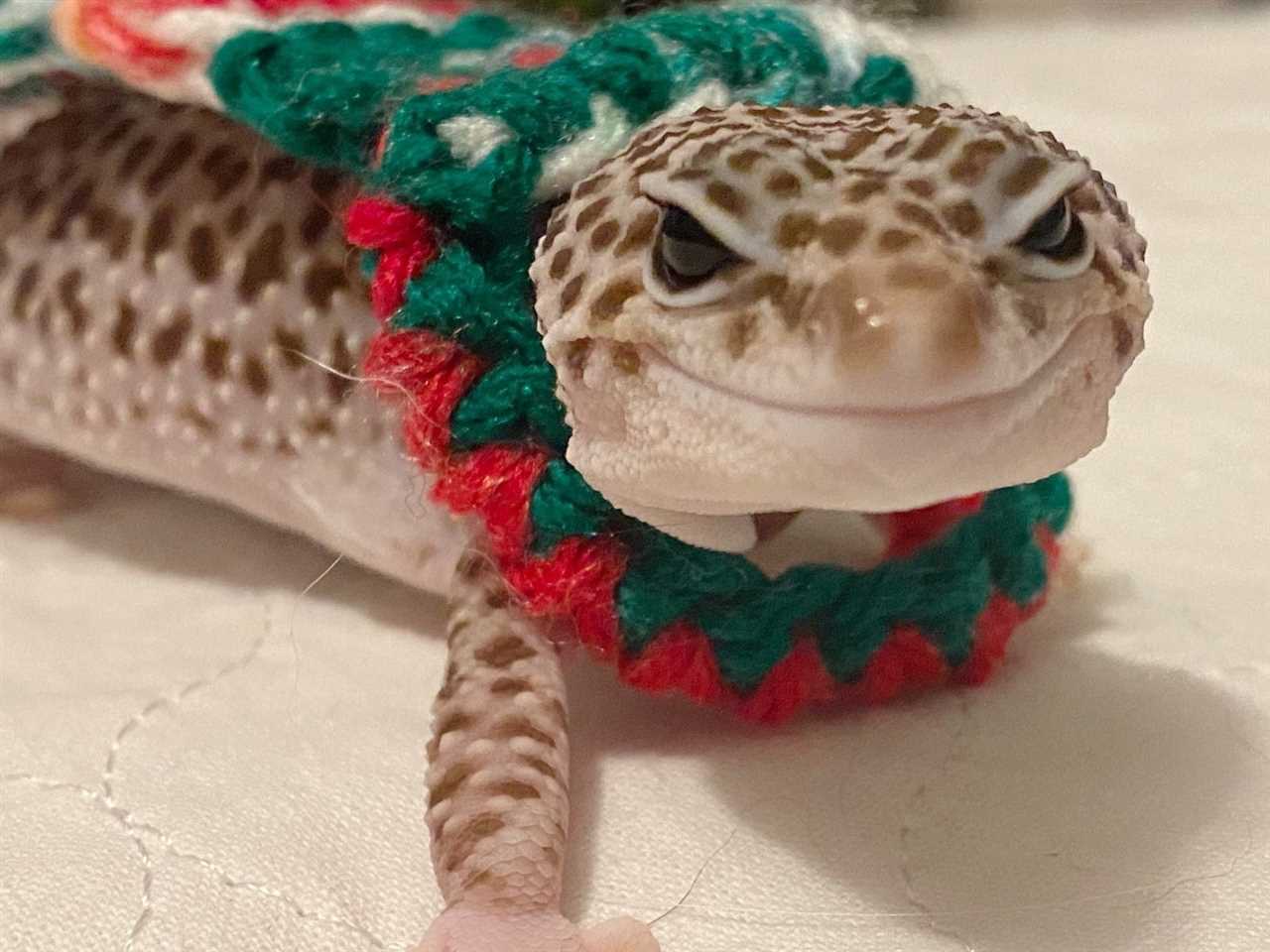 Show Off Your Gecko's Style with Unique Outfits