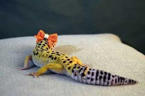 Stylish Outfits for Your Gecko