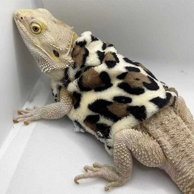 Leopard gecko clothes