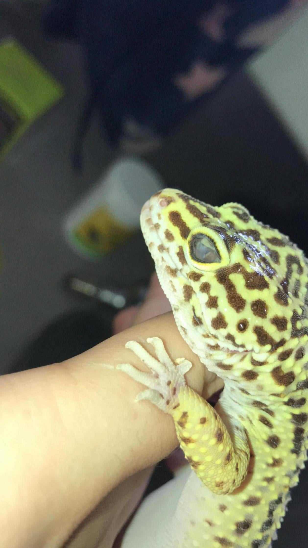 Leopard gecko cloudy eye