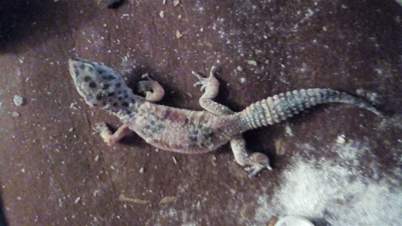 Leopard gecko dying signs