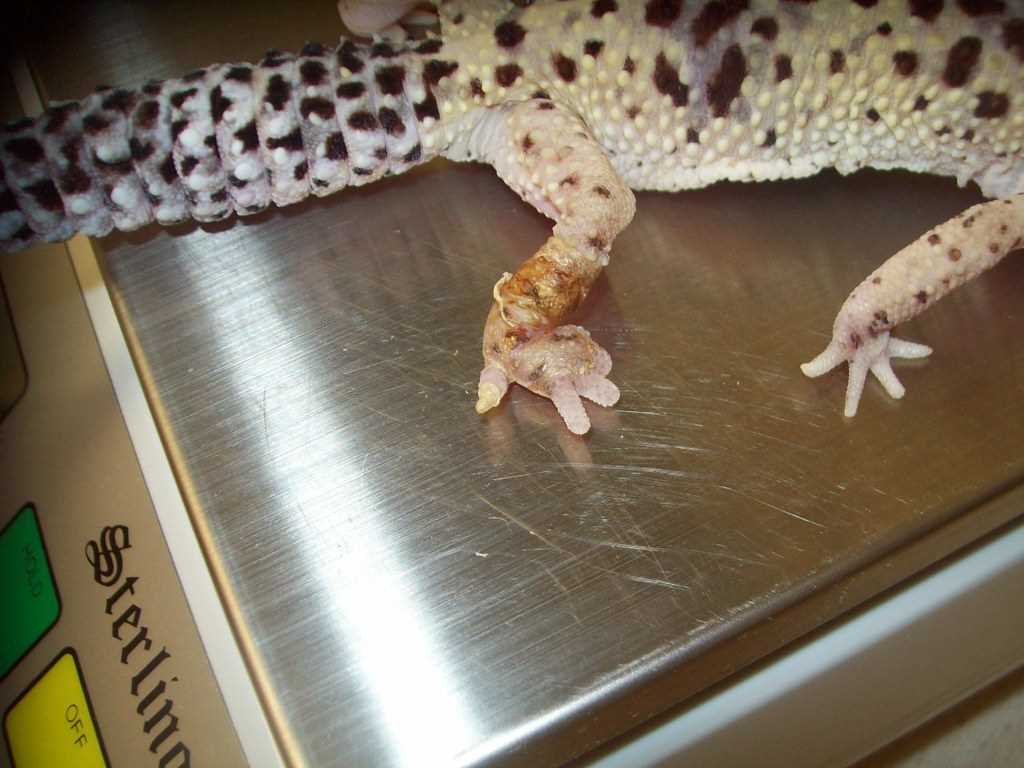 Leopard gecko feet