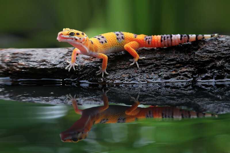 Feeding Habits of Leopard Geckos