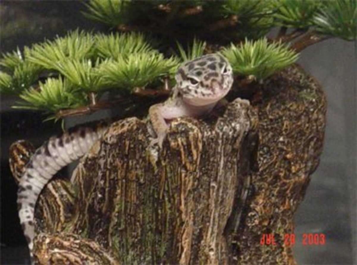 Plants that Help Regulate Humidity Levels in Leopard Gecko Enclosures