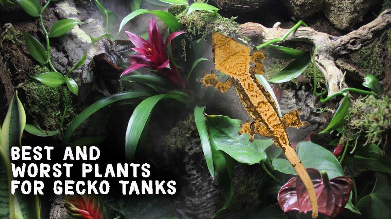 Plants to Add Visual Interest to Your Leopard Gecko's Enclosure