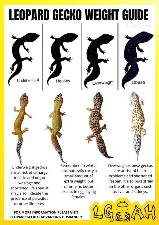 Leopard Gecko Size Chart - A Comprehensive Guide to Growing Your Gecko ...