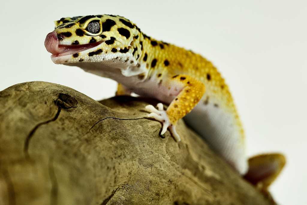 Leopard gecko teeth
