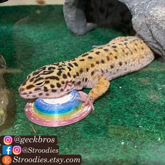 The Key Vitamins for Optimal Health in Leopard Geckos