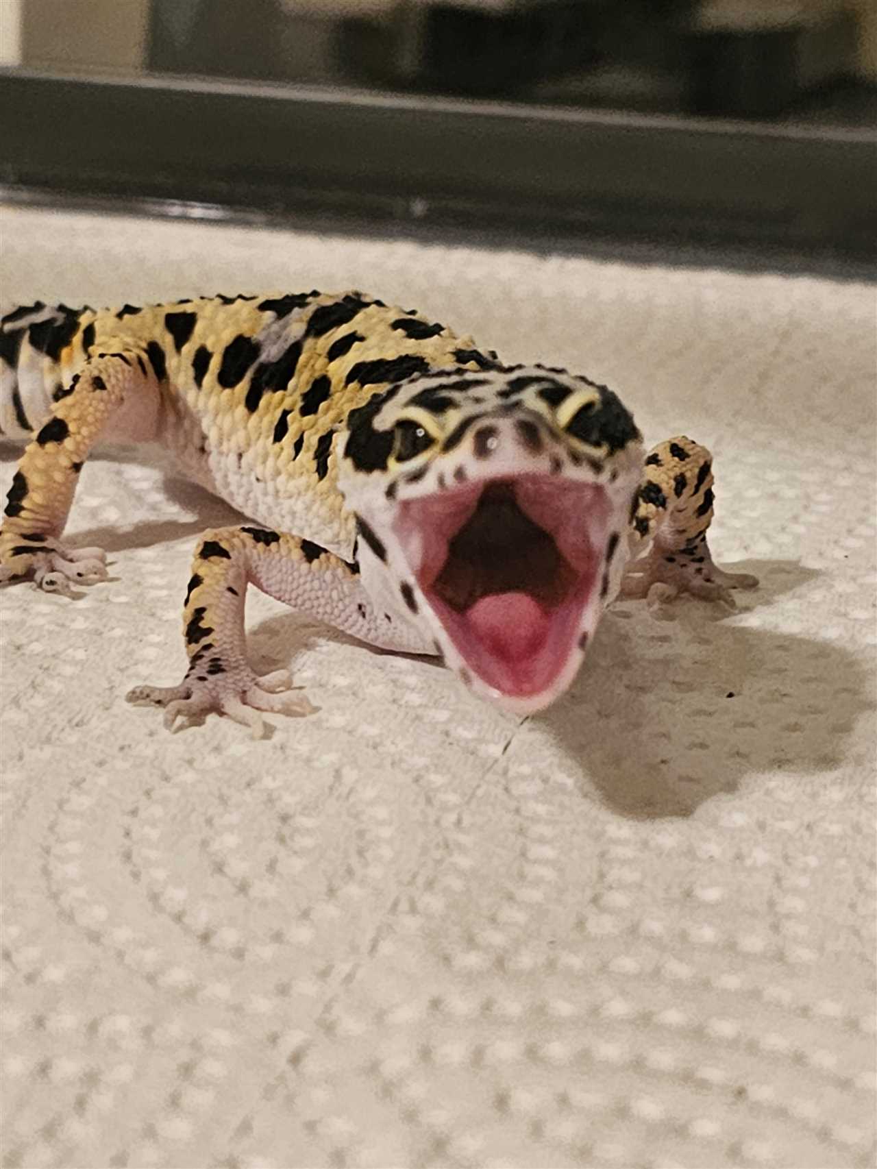 Yawning as a Threat Display