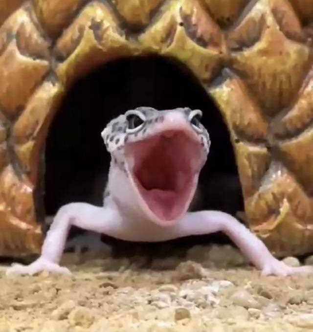 Yawning as a Behavior Associated with Feeding in Leopard Geckos