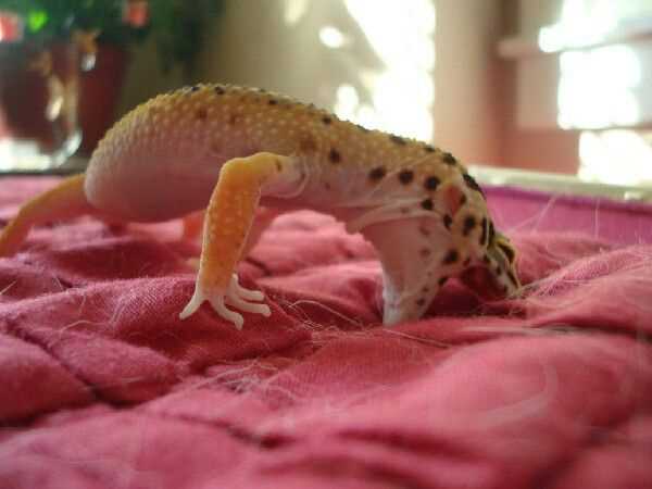 Yawning as a mechanism for oxygen intake in leopard geckos