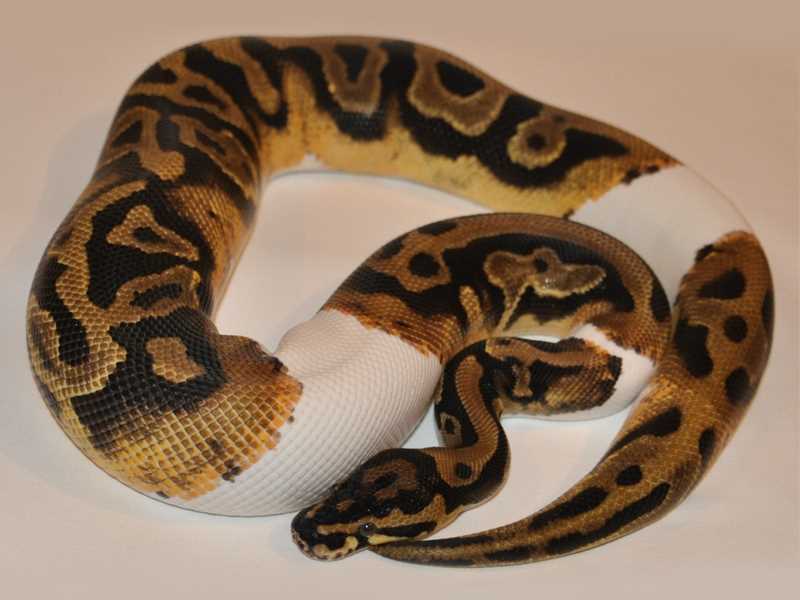 Rarity and Pricing of the Leopard Pied Ball Python