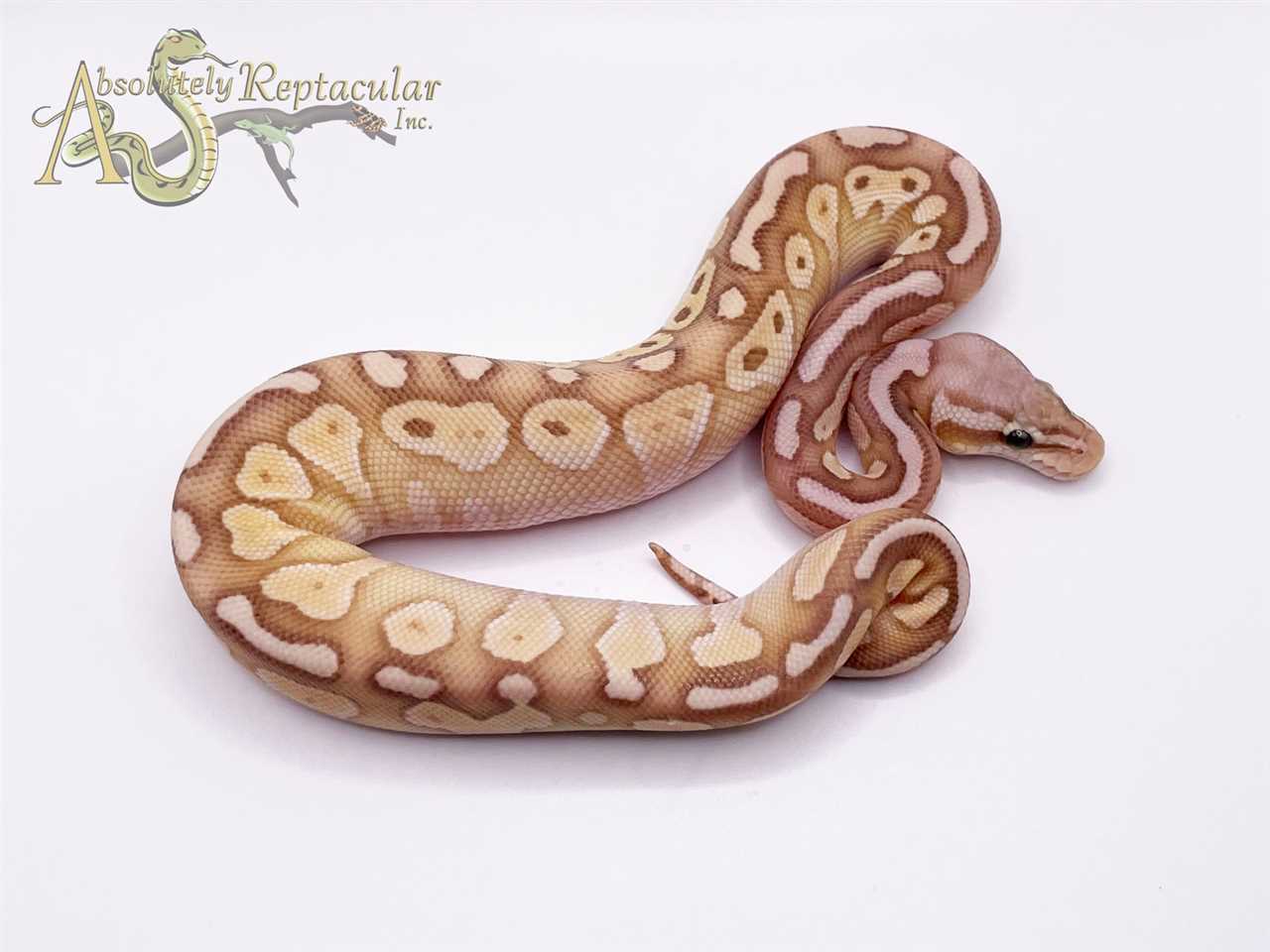 Morphs and Variations of the Lesser Banana Ball Python