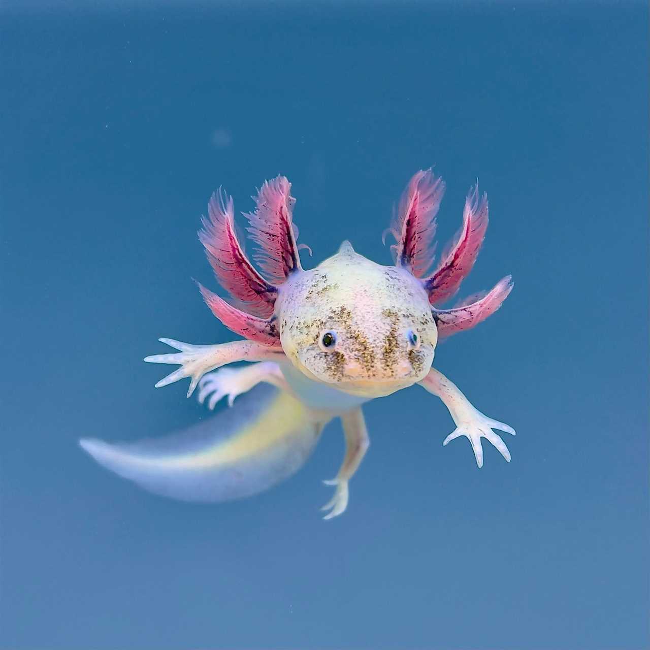 Leucistic axolotls