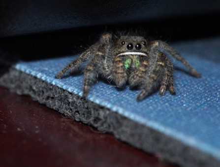 Live jumping spider