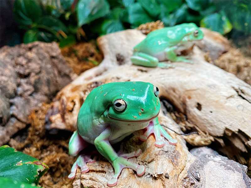 The Best Substrate Options for White Tree Frogs