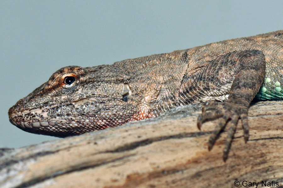 Interesting Facts About the Long-Tailed Brush Lizard