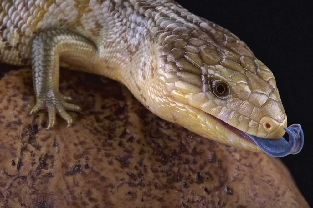  Reptiles as Low Maintenance Pets 