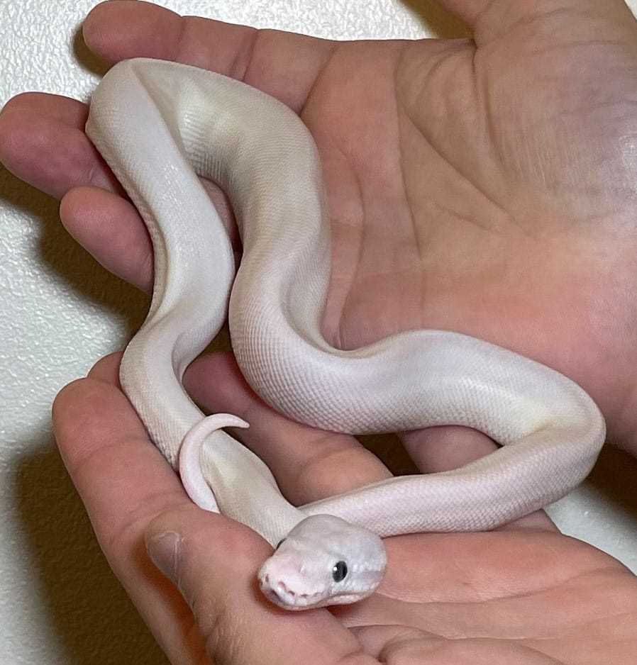 Appearance and Characteristics of Lucy Ball Python