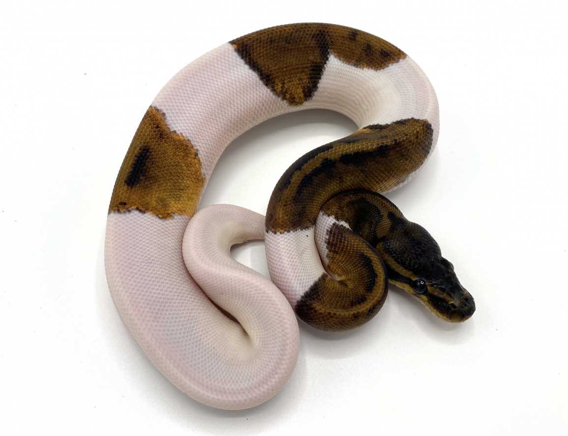 Common Health Issues of Mahogany Ball Pythons