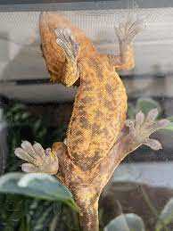 Temperature and Humidity Requirements for Male Crested Geckos