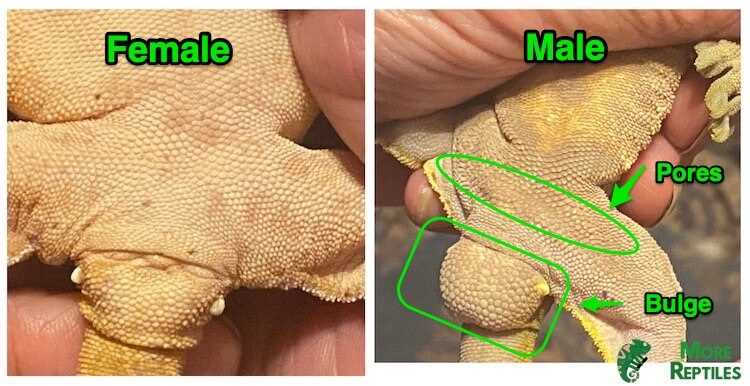 Diet and Feeding Habits of Male Crested Geckos