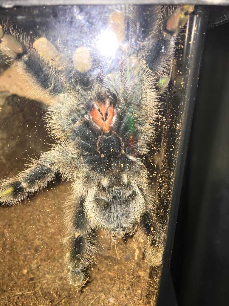 Spider Demeanor: A Comparison Between Male and Female Pink Toe Tarantulas