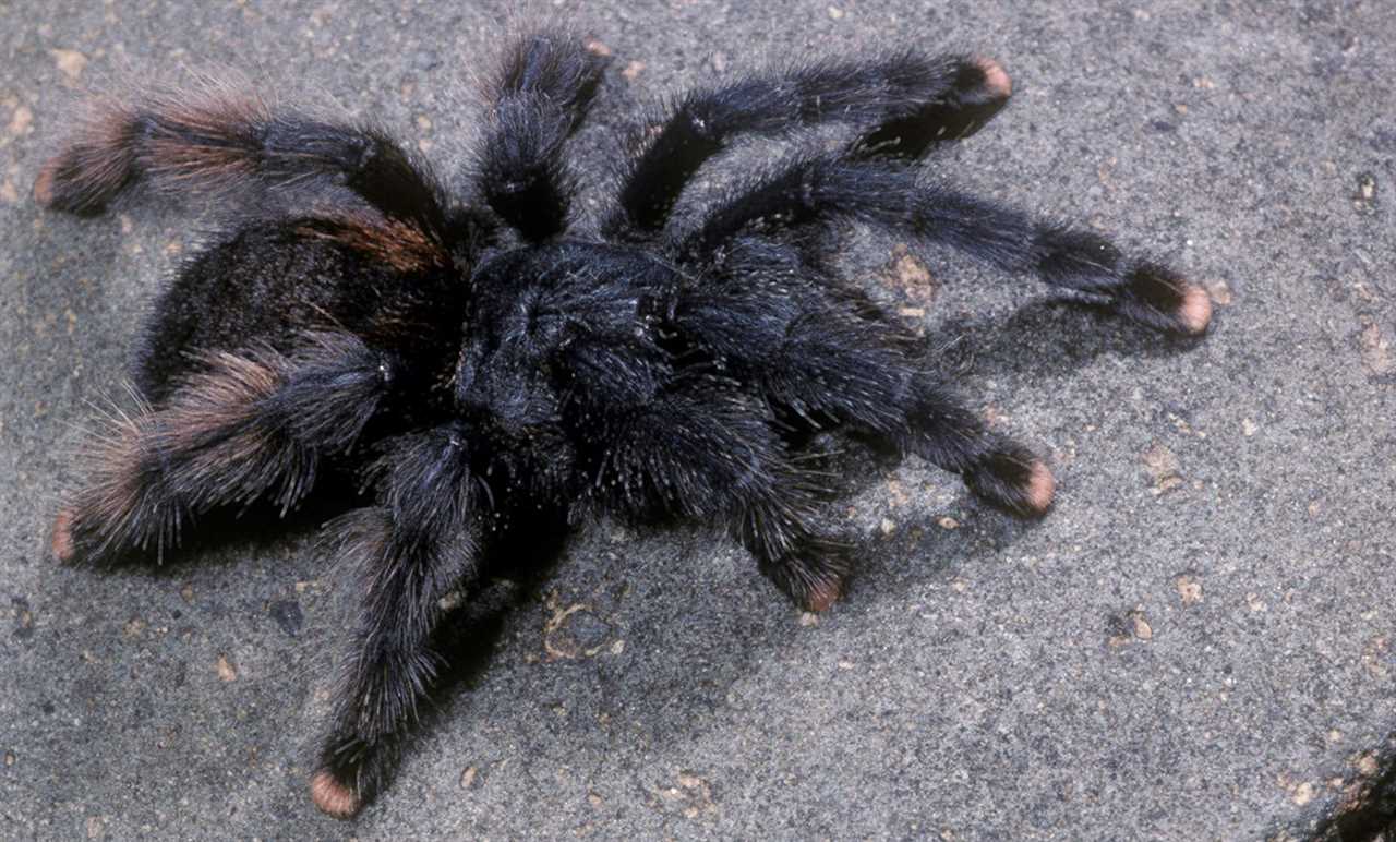 Male vs female pink toe tarantula