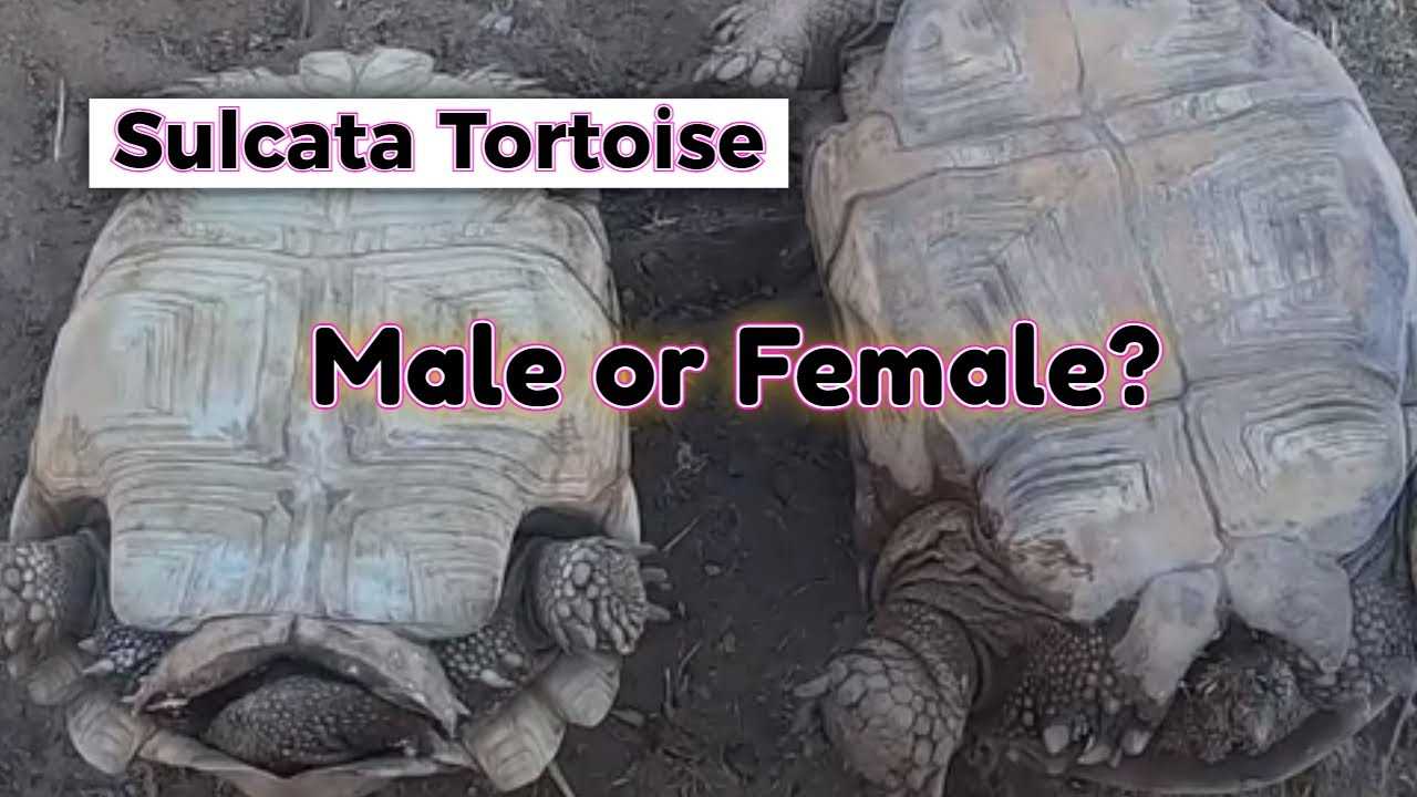 Male Sulcata Tortoise: Characteristics and Behaviors