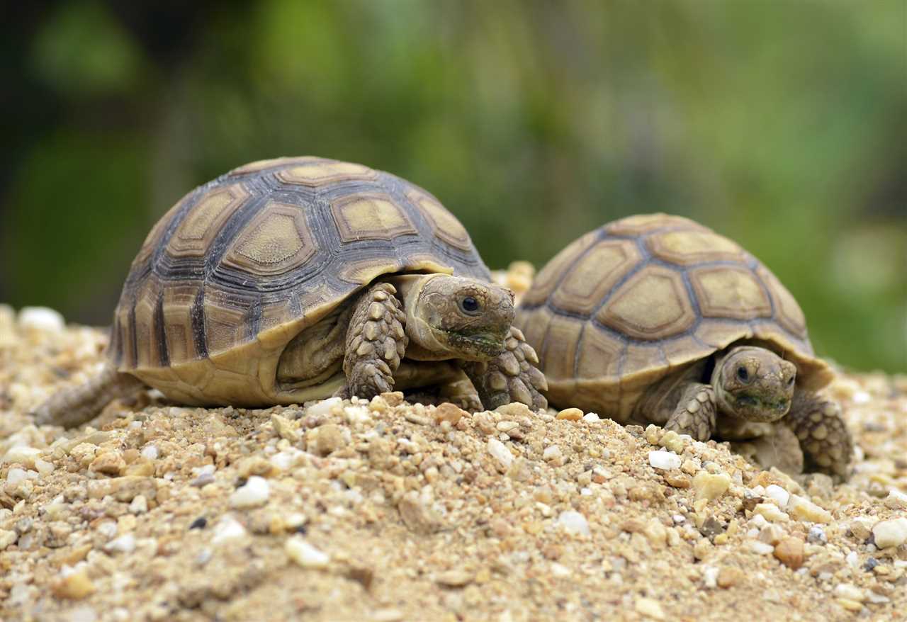 Choosing the Right Sulcata Tortoise for You