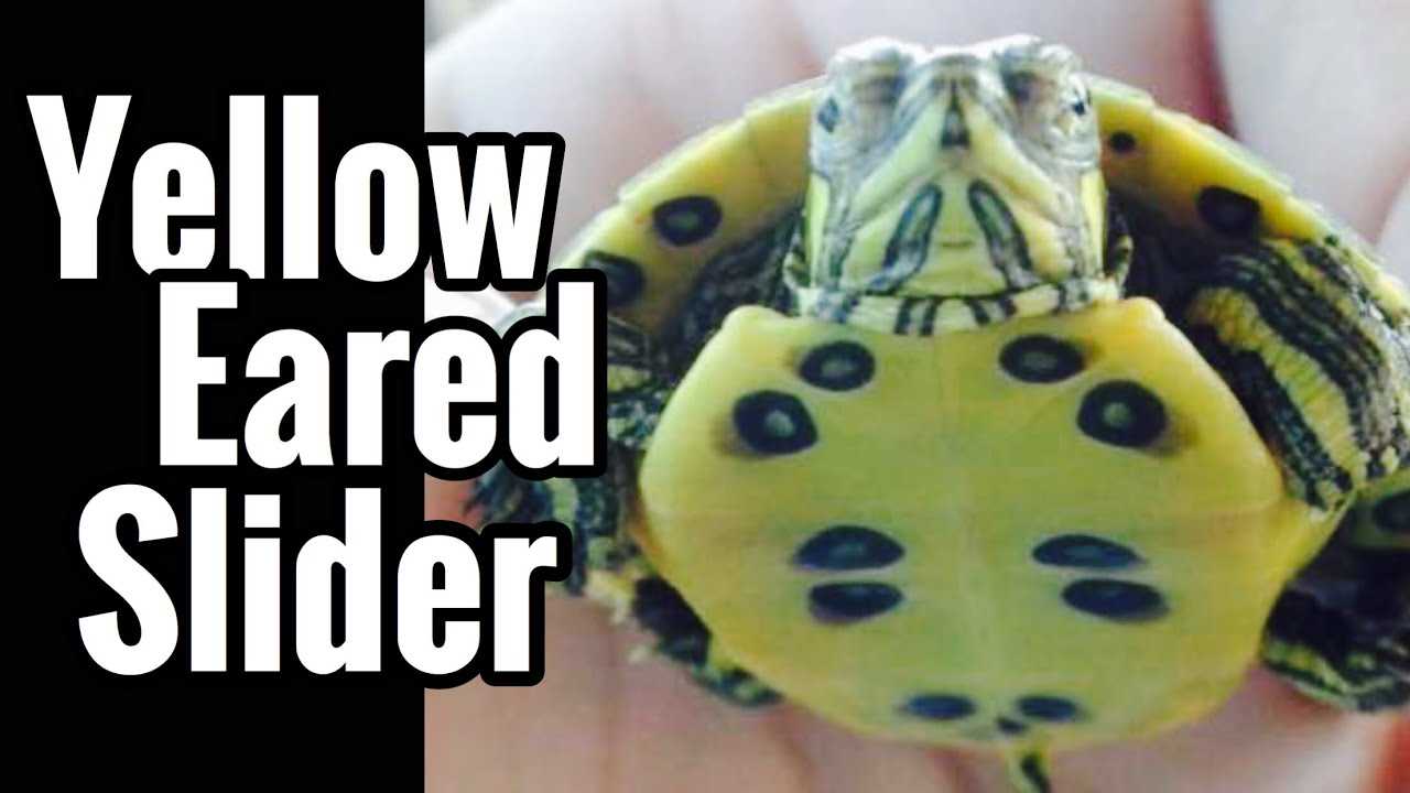 Male vs female yellow bellied slider turtle