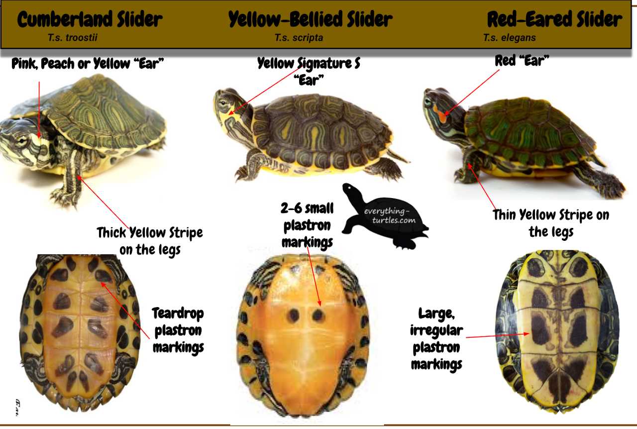 Coloration of Male vs Female Yellow Bellied Slider Turtle