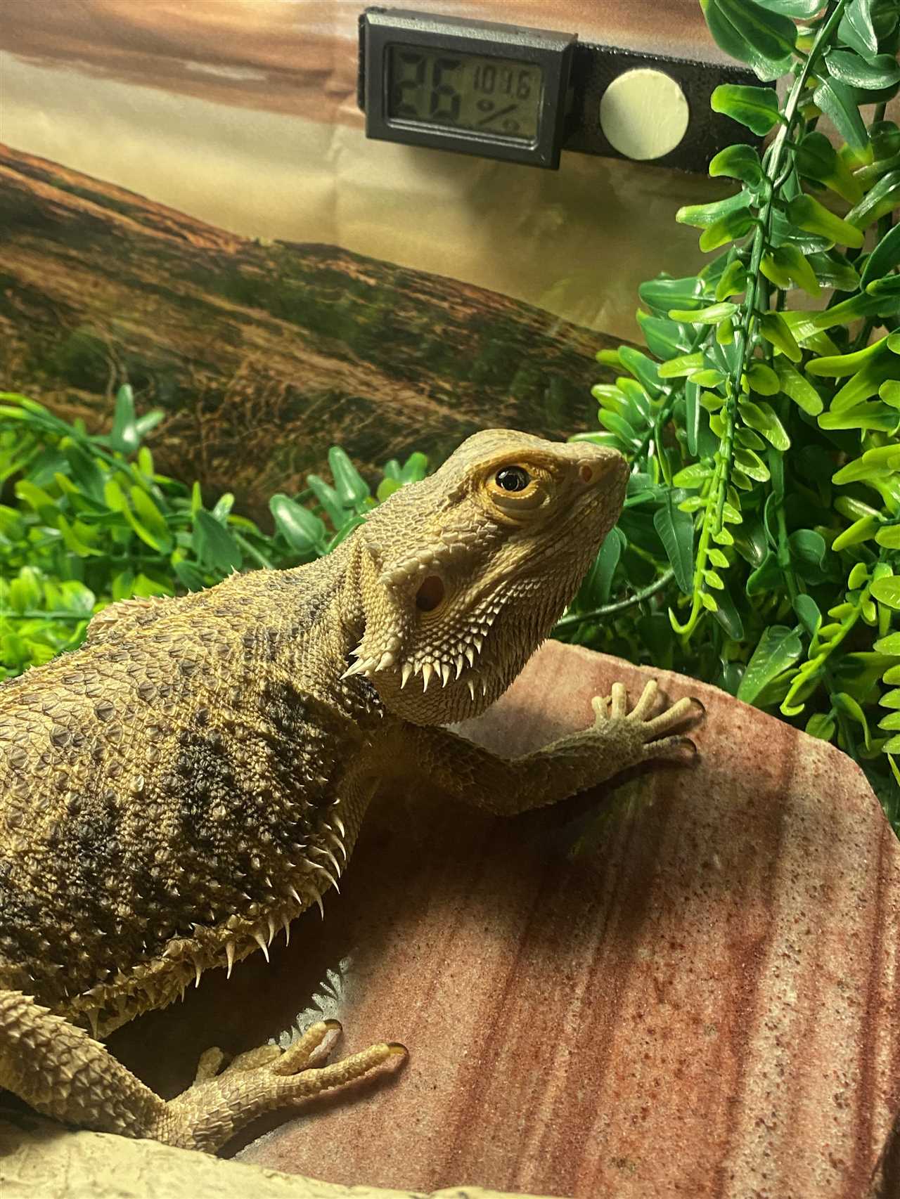 Behavioural changes in a malnourished bearded dragon