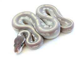 Melanistic ball python