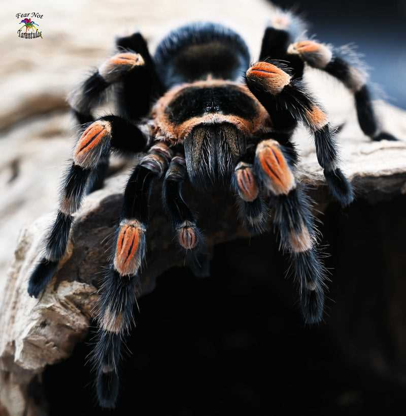Mexican redknee tarantula care