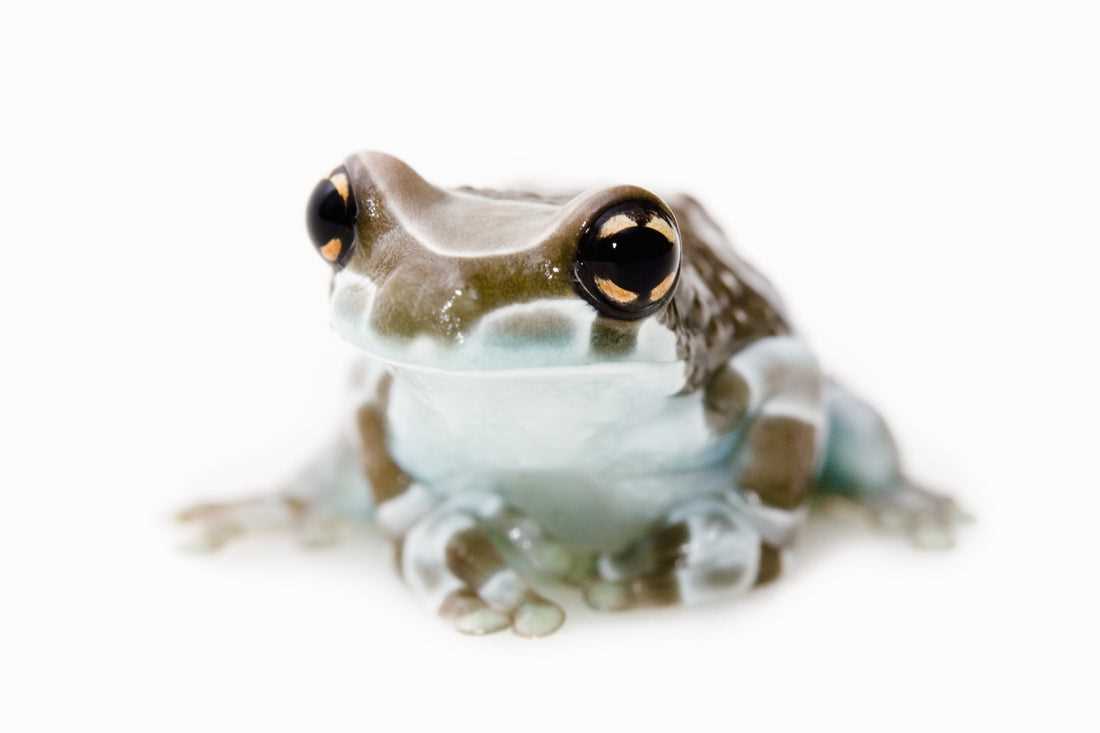 Unique and Beautiful Milk Frogs as Pets