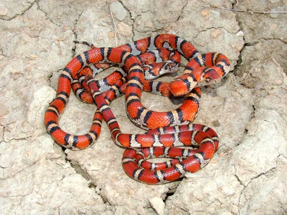 The Importance of Proper Care and Husbandry for Milk Snakes