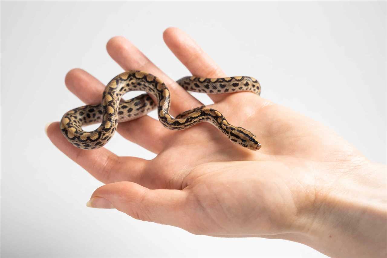 Mini Snakes as Pets
