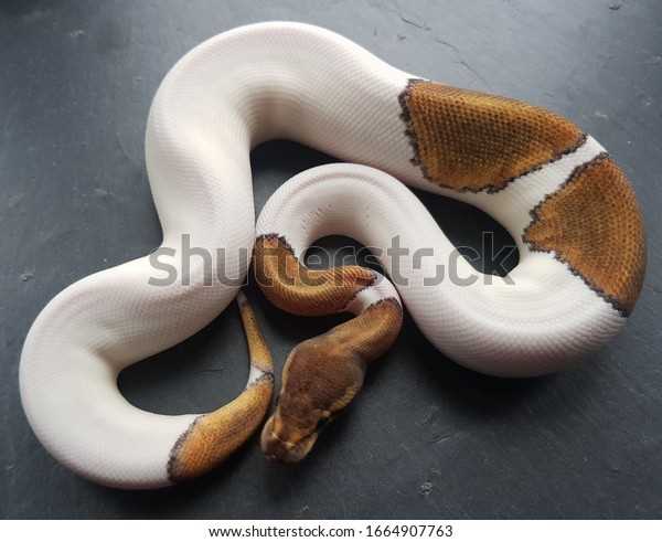 Mojave Pied Ball Python's Diet and Feeding Habits