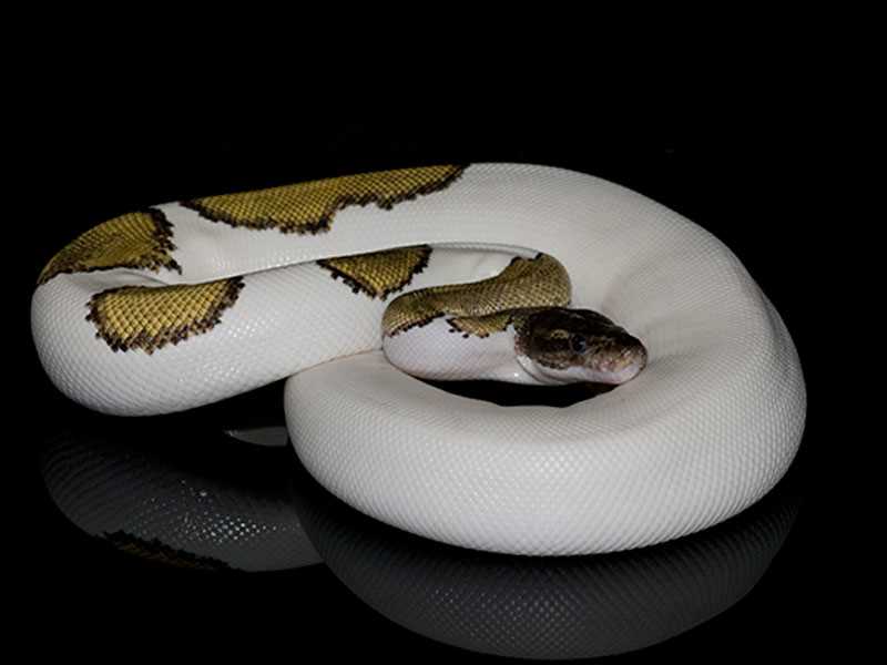 The Demand for Mojave Pied Ball Python in the Pet Trade